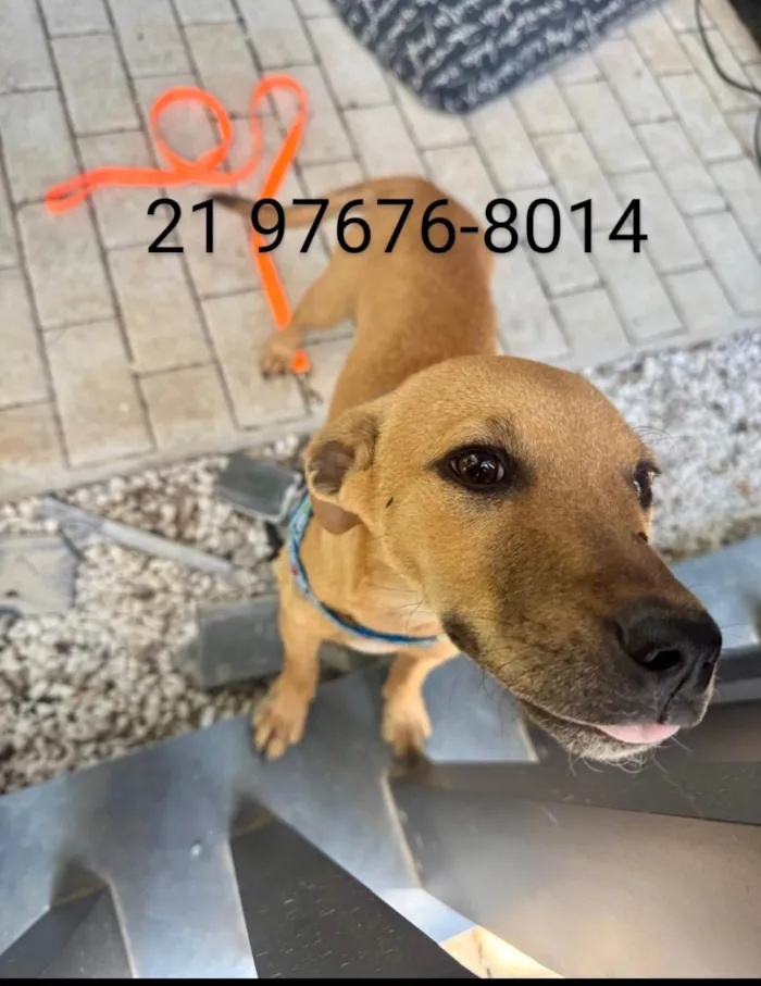 Cachorro ra a SRD-ViraLata idade 2 a 6 meses nome José (zezinho) 