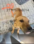 José (zezinho)