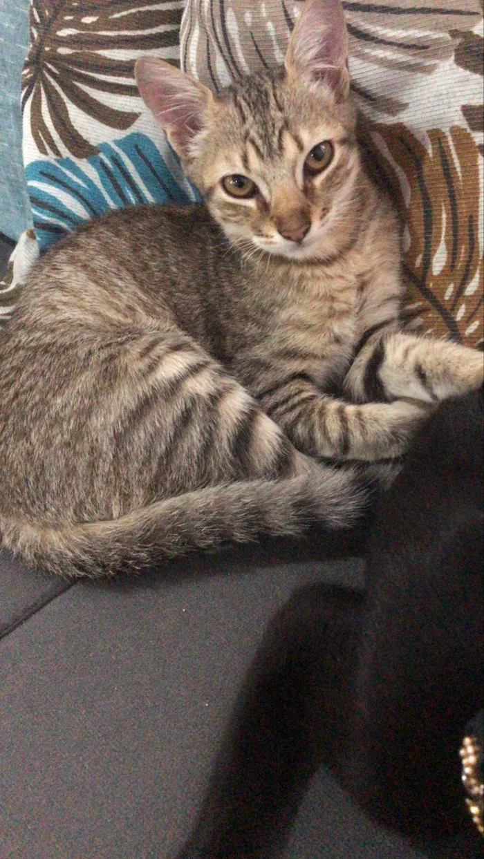 Gato ra a SRD-ViraLata idade 7 a 11 meses nome THOR