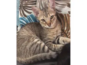 Gato raça SRD-ViraLata idade 7 a 11 meses nome THOR