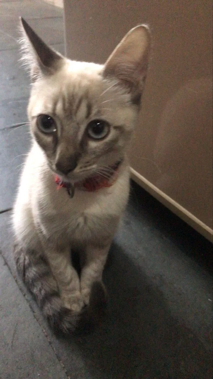 Gato ra a SRD-ViraLata idade 7 a 11 meses nome LION