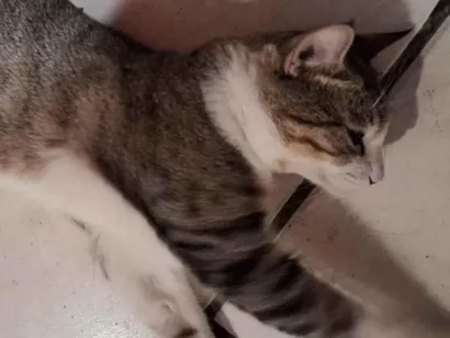Gato raça SRD-ViraLata idade 1 ano nome Lion