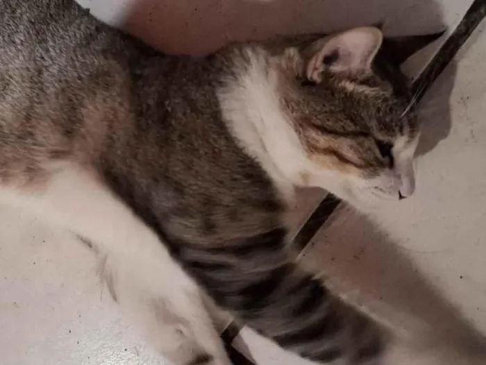 Gato ra a SRD-ViraLata idade 1 ano nome Lion