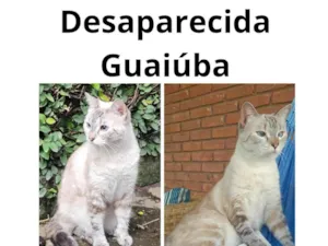 Gato raça SRD-ViraLata idade 4 anos nome Yara Tropea