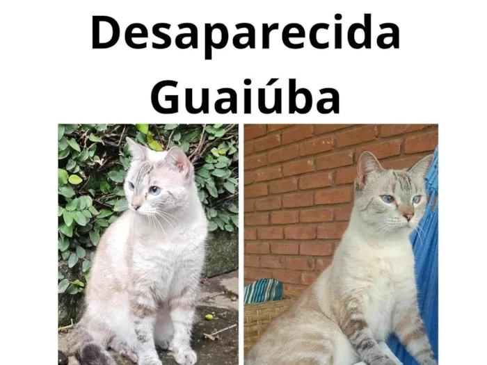 Gato ra a SRD-ViraLata idade 4 anos nome Yara Tropea