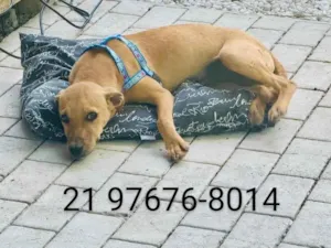 Cachorro raça SRD-ViraLata idade 2 a 6 meses nome José (zezinho) 