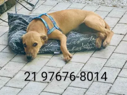 Cachorro raça SRD-ViraLata idade 2 a 6 meses nome José (zezinho) 