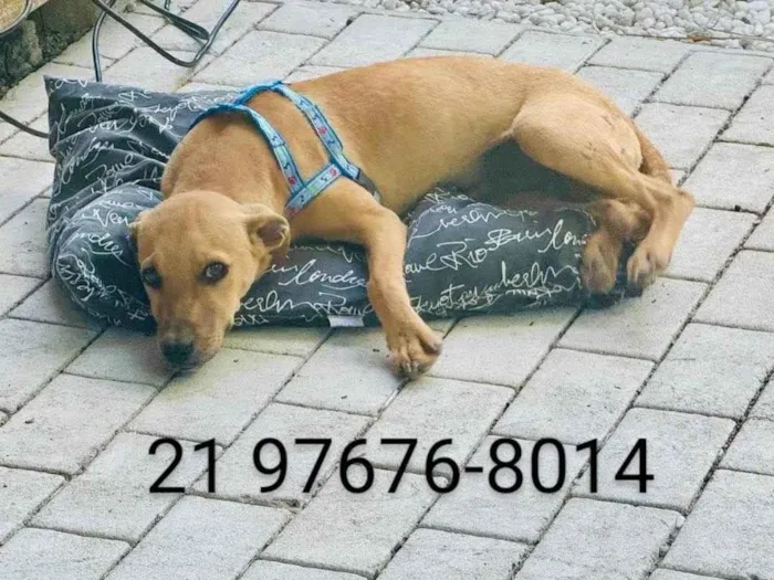 Cachorro ra a SRD-ViraLata idade 2 a 6 meses nome José (zezinho) 
