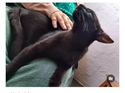 Gato raça SRD-ViraLata idade 2 anos nome LULU