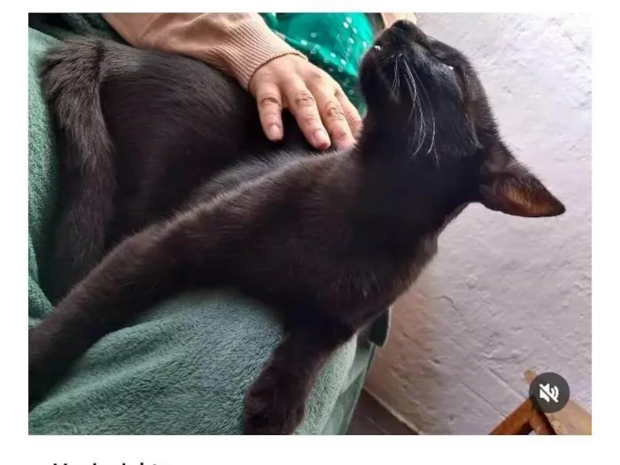 Gato ra a SRD-ViraLata idade 2 anos nome LULU