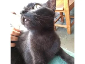 Gato raça SRD-ViraLata idade 2 anos nome LULU