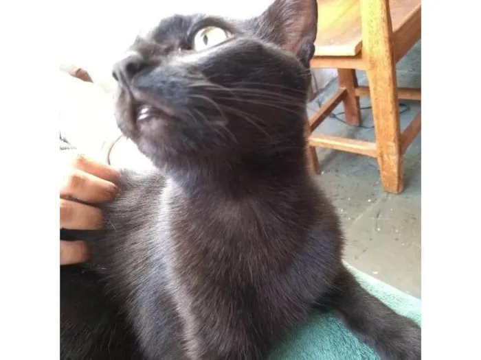 Gato ra a SRD-ViraLata idade 2 anos nome LULU