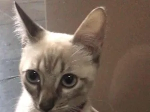 Gato raça SRD-ViraLata idade 7 a 11 meses nome LION