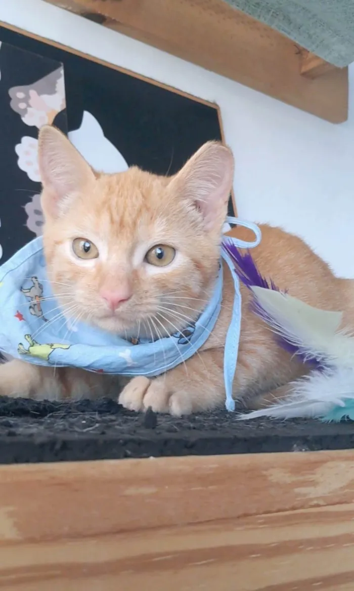 Gato ra a SRD-ViraLata idade 2 a 6 meses nome Pitt