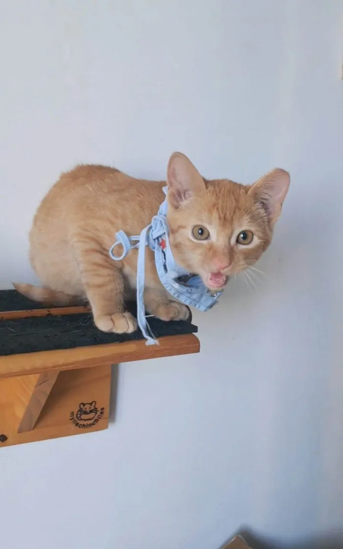 Gato ra a SRD-ViraLata idade 2 a 6 meses nome Pitt