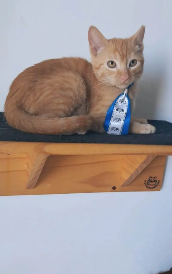 Gato ra a SRD-ViraLata idade 2 a 6 meses nome Pitt
