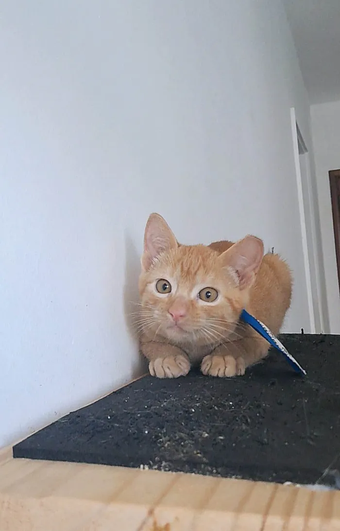 Gato ra a SRD-ViraLata idade 2 a 6 meses nome Pitt