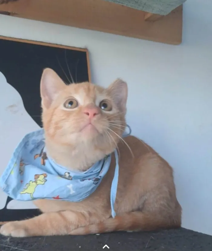 Gato ra a SRD-ViraLata idade 2 a 6 meses nome Pitt