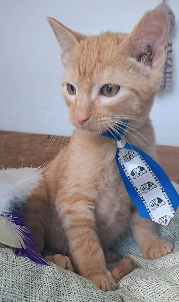 Gato ra a SRD-ViraLata idade 2 a 6 meses nome Pitt
