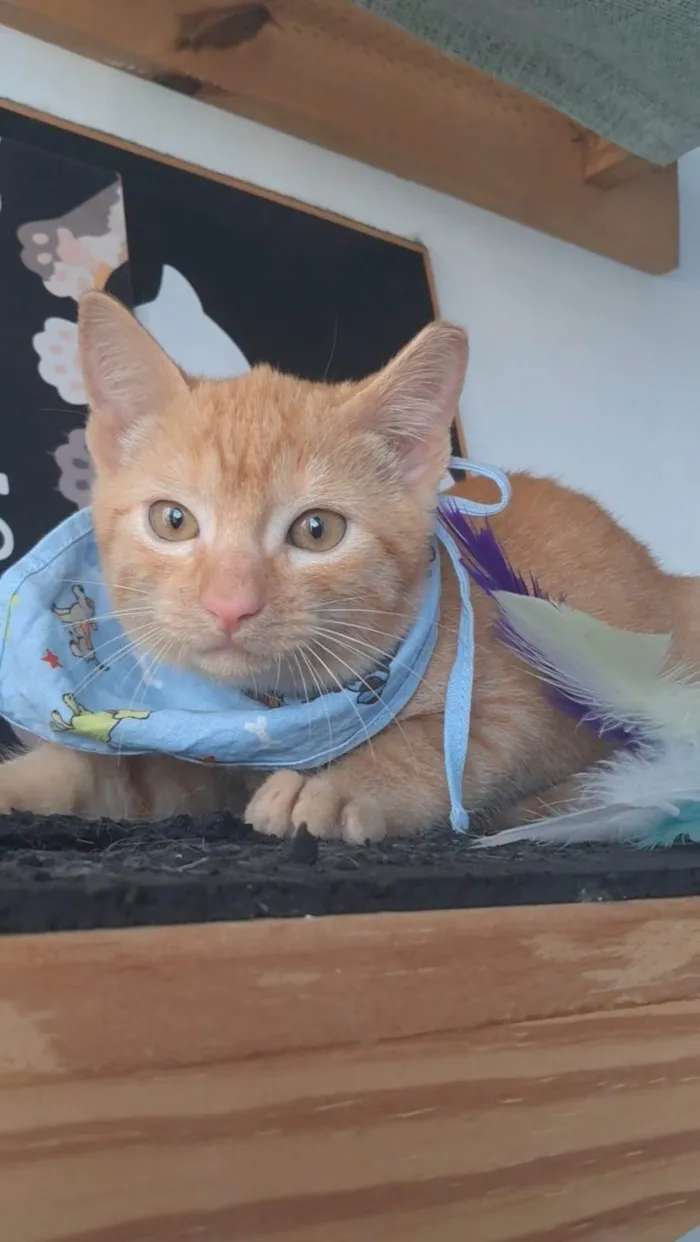 Gato ra a SRD-ViraLata idade 2 a 6 meses nome Pitt