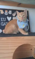 Pitt