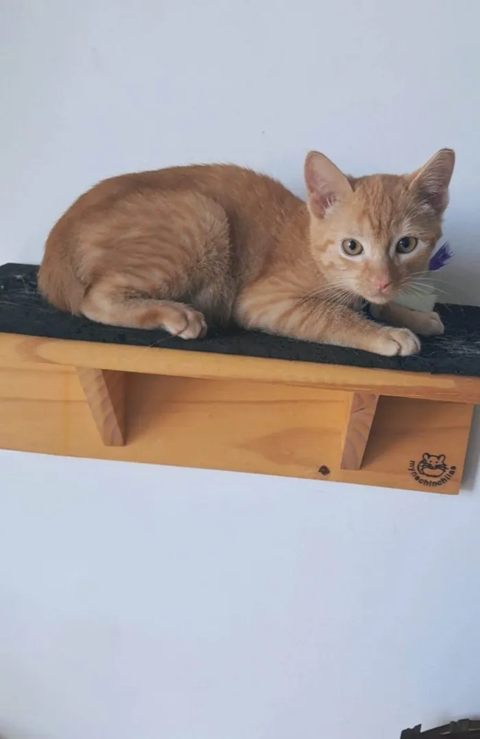 Gato ra a SRD-ViraLata idade 2 a 6 meses nome Pitt