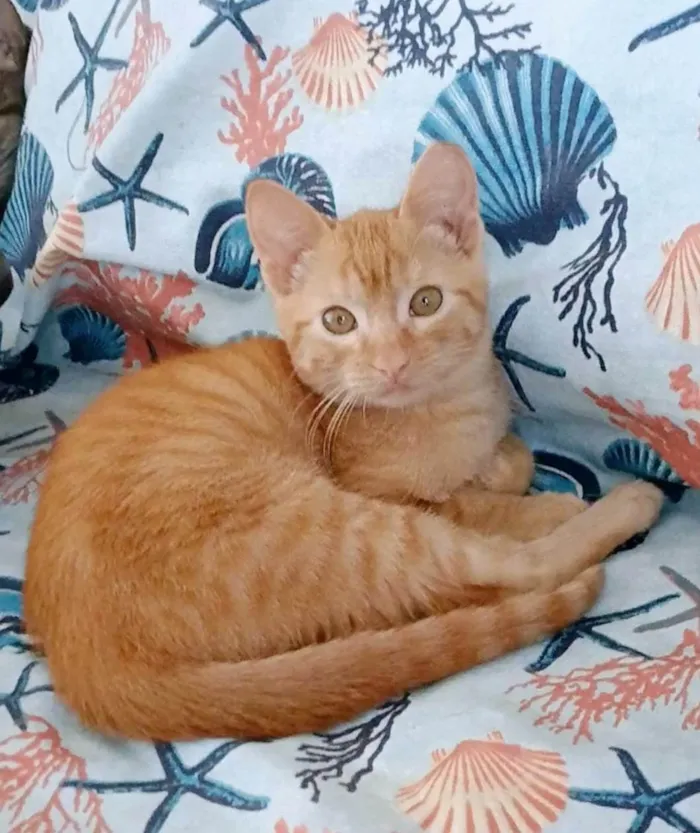 Gato ra a SRD-ViraLata idade 2 a 6 meses nome Pitt