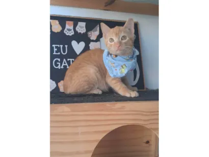 Gato raça SRD-ViraLata idade 2 a 6 meses nome Pitt