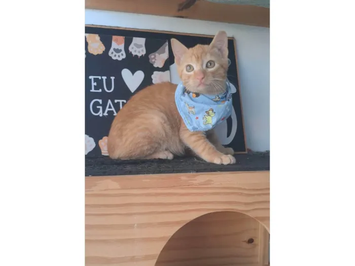 Gato ra a SRD-ViraLata idade 2 a 6 meses nome Pitt