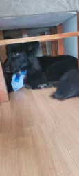 Koda