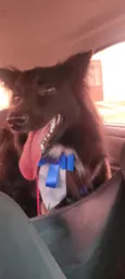 Koda