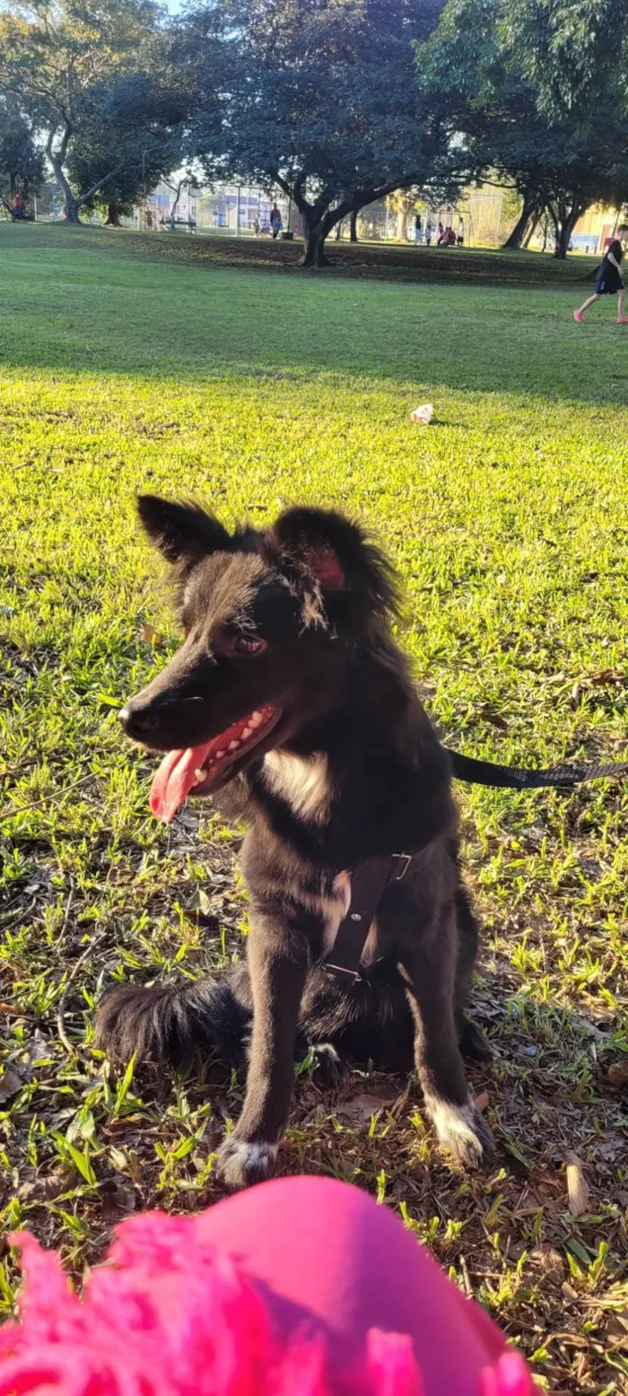 Cachorro ra a SRD-ViraLata idade 1 ano nome Koda 