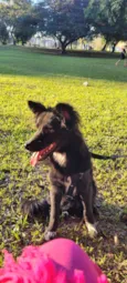 Koda
