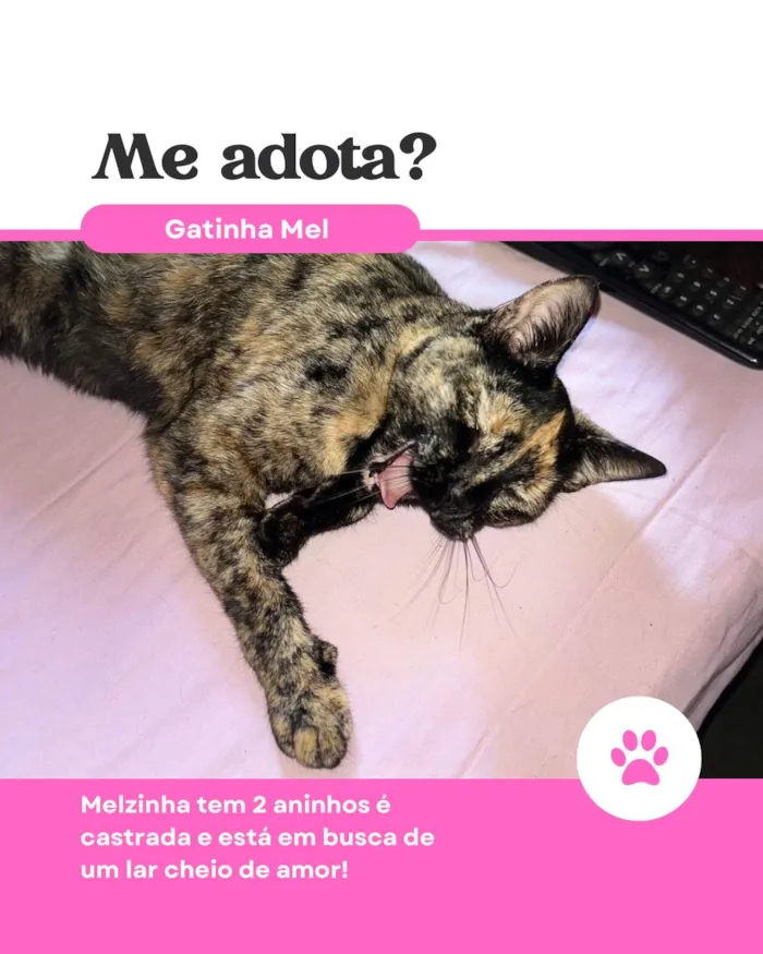 Gato ra a SRD-ViraLata idade 2 anos nome Melzinha