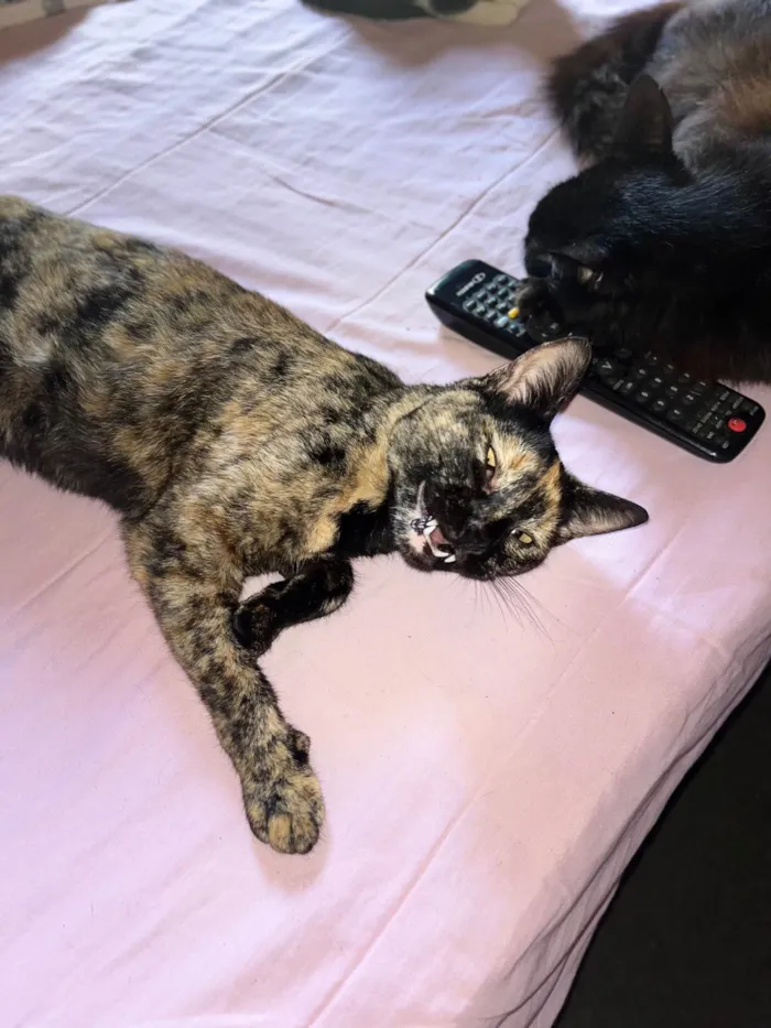Gato ra a SRD-ViraLata idade 2 anos nome Melzinha