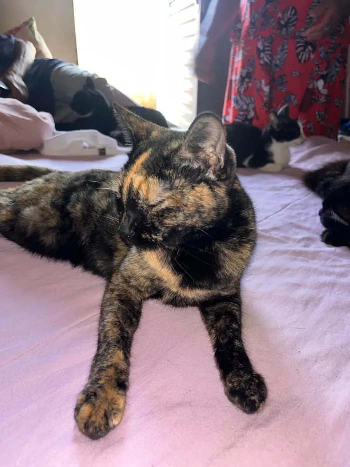 Gato ra a SRD-ViraLata idade 2 anos nome Melzinha