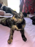 Melzinha