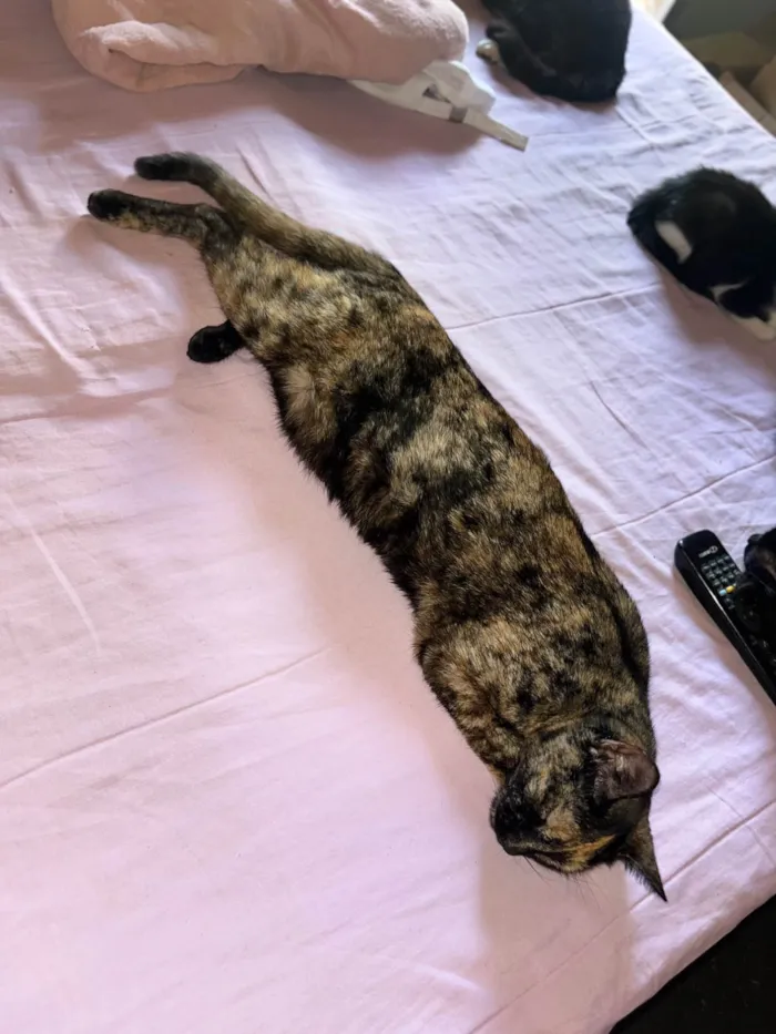 Gato ra a SRD-ViraLata idade 2 anos nome Melzinha