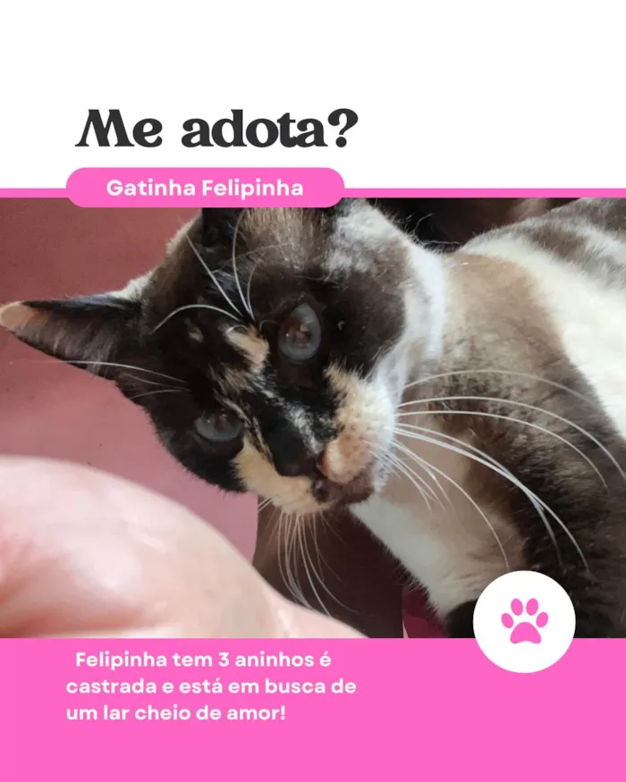 Gato ra a SRD-ViraLata idade 3 anos nome Felipinha 