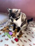 Felipinha