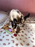 Felipinha