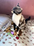 Felipinha