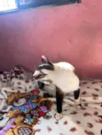 Felipinha