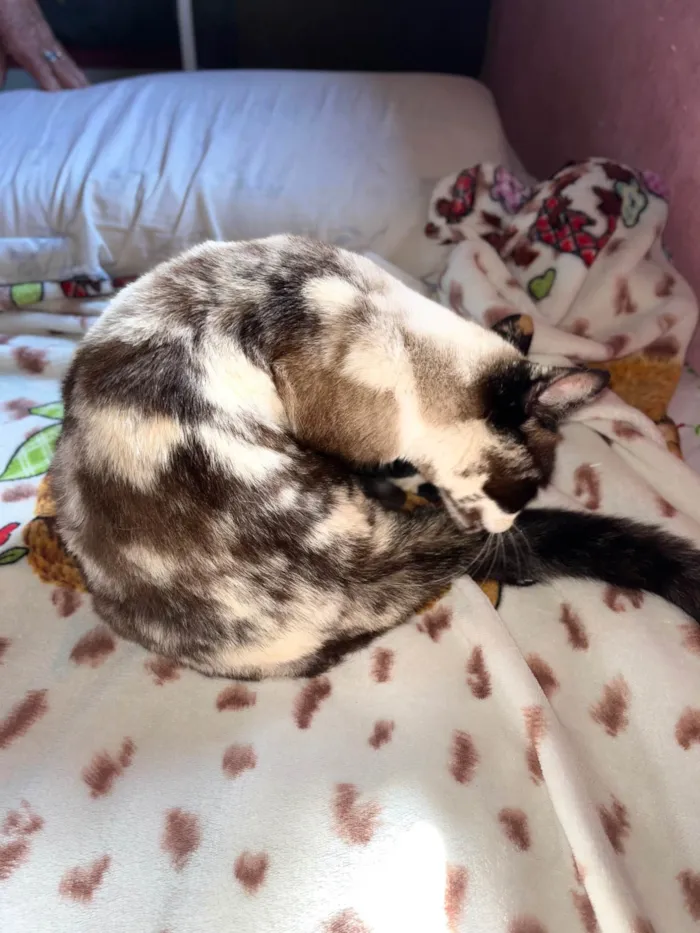 Gato ra a SRD-ViraLata idade 3 anos nome Felipinha 