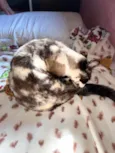 Felipinha