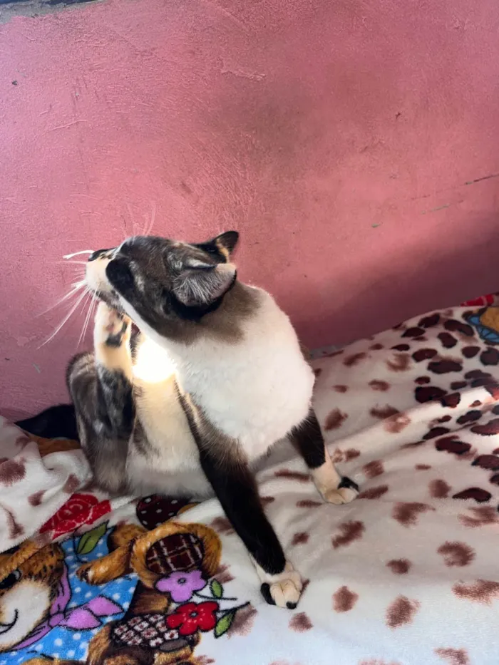 Gato ra a SRD-ViraLata idade 3 anos nome Felipinha 