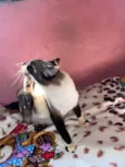 Felipinha