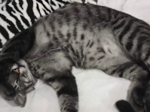 Gato raça SRD-ViraLata idade 4 anos nome Shelby