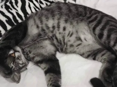 Gato raça SRD-ViraLata idade 4 anos nome Shelby