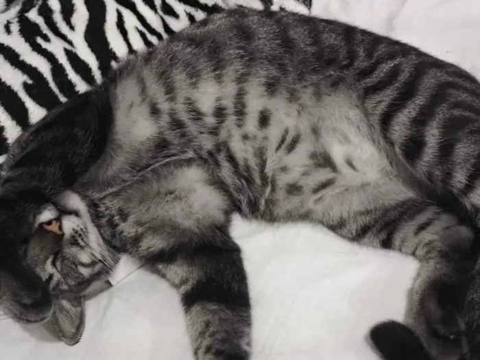 Gato ra a SRD-ViraLata idade 4 anos nome Shelby